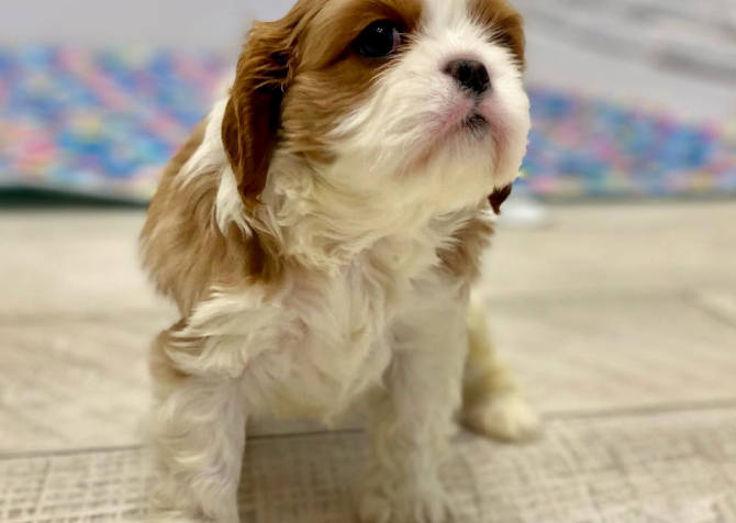 Cavalier King Charles Yavrularımız